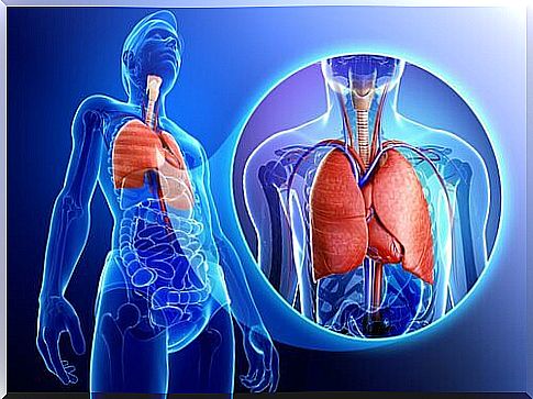 The respiratory system