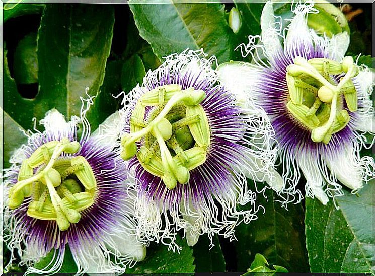 passion flower for anxiety