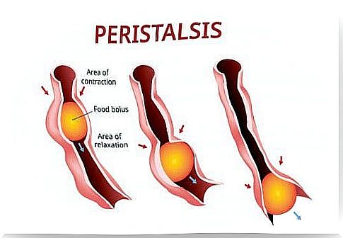 A digital representation of peristalsis.