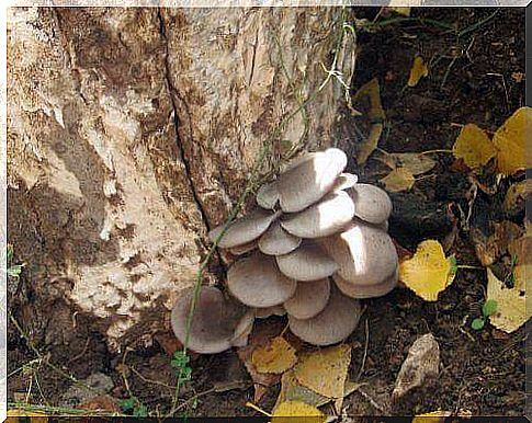 Oyster mushrooms