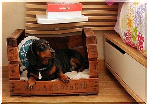 Four pet houses you can make from recycled material.