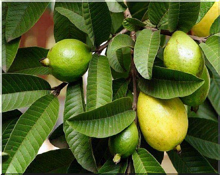 Guava leaves