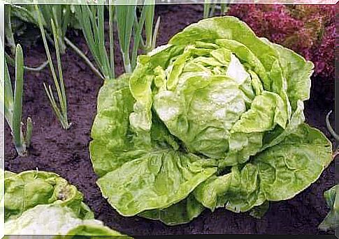 Lettuce varieties and how to grow them