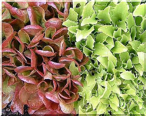 Lettuce varieties and how to grow them