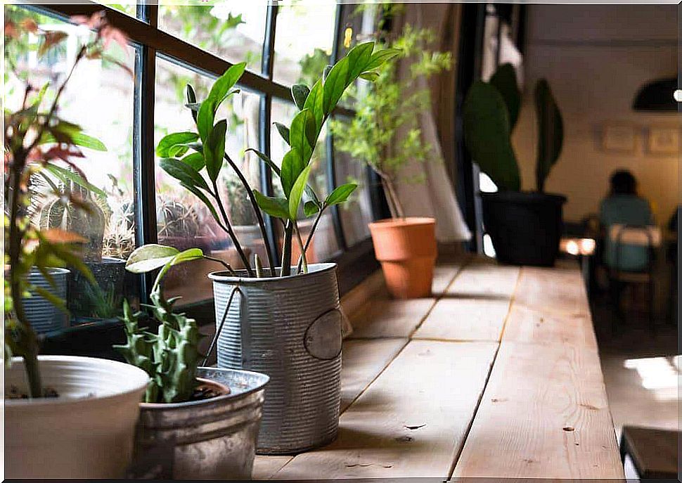 Plants in the home can give you health benefits