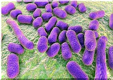 bacteria under a microscope