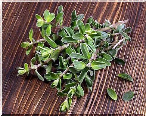 The benefits and contraindications for marjoram