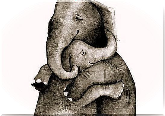 Elephants hug