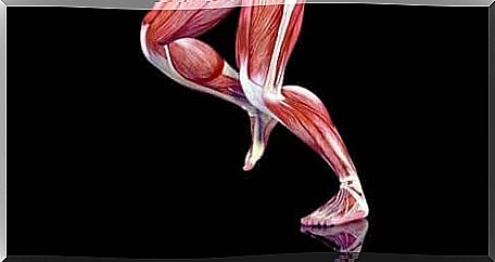 Muscles in the leg.