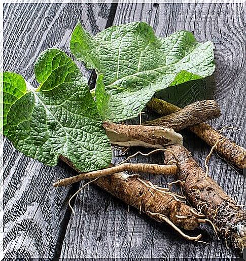 Licorice root