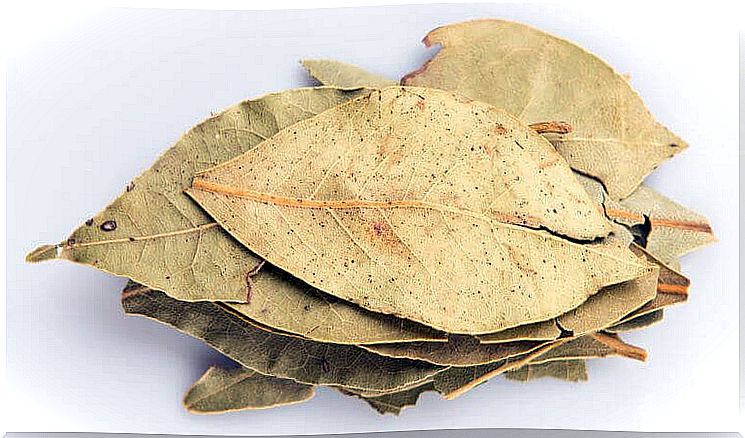 Laurel leaf