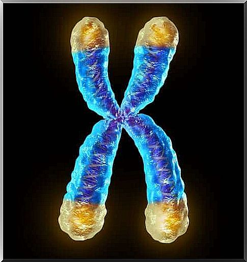 What telomeres are: Chromosomes, aging and disease